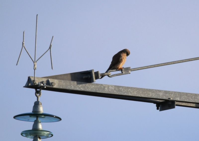 Tęsiamas paukščių apsaugos priemonių įgyvendinimas šalies aukštos įtampos elektros energijos perdavimo tinkle